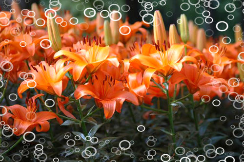 百合花怎么養(yǎng)？愛丁堡簡述百合花種植護(hù)理的辦法